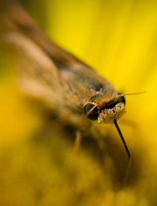 Illustration for article titled Shooting Challenge: Bugs Gallery (Part 1)